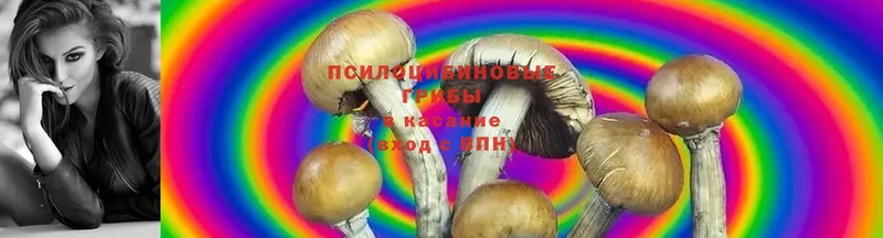 купить   это какой сайт  Псилоцибиновые грибы MAGIC MUSHROOMS  Долинск 